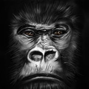 Meet your Posher, Darryn